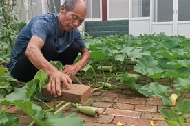 南瓜秧徒长不结瓜，只需一块砖这样压一下，南瓜就能结的多长的大