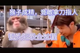猴子成精，又敬礼又拜年的视频封面