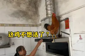 早上发现厨房来了只鸡，还拉屎到锅里，这鸡是不是不想活了