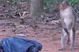 游客向猴子投喂朝天椒，猴子咬一口后当场发飙！视频封面