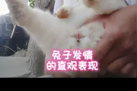 发情的兔子有什么征兆？如何抓兔子才是正确的方法！视频封面