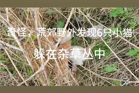 爬山时，路边草丛突然晃动，吓我一大跳！