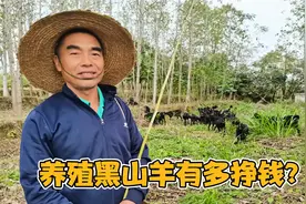 免息贷款5万，养殖60多只黑山羊，湖北黄冈农民一年赚了多少钱？视频封面