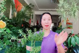 夏天一定不要错过养一盆太阳花，这样养护，生长旺盛，花开不断！视频封面