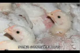 周公解梦之梦见雏鸡视频封面