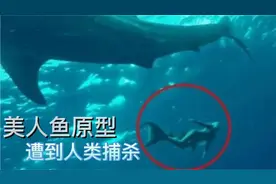 美人鱼原型在中国灭绝 儒艮为何会在中国灭绝令人深思…视频封面