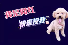 青城山避暑：唐哥家的泡泡好懂事，想做网红狗，请大家投一票哦