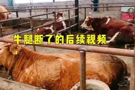 牛腿断了，李哥听取网友建议：给牛整了一个担架，希望它能好起来