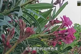 夹竹桃与蜜蜂