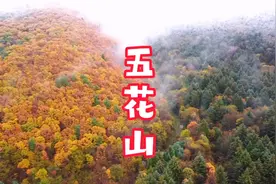 黑龙江伊春下雪了，开始供暖了，秋季的五花山绚丽多彩。视频封面