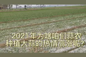2021大家为啥对大蒜种植的热情高涨了呢？老蒜农分享3点原因