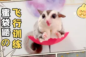 蜜袋鼯的飞行训练，实操篇，简单三步手把手教包学会轻松易飞手视频封面