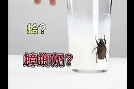 蟑螂也能做牛奶？是什么味道？健康吗？