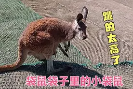 跳得最高最远的动物，看到了袋鼠袋子里的小袋鼠，零距离互动