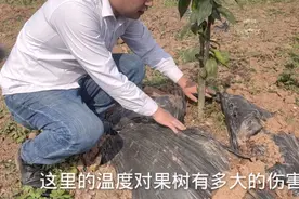 四川种植技术员，种植果树喜欢盖膜朋友们看看，对果树伤害有多大视频封面