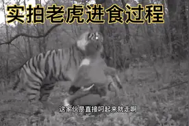 实拍老虎进食过程，全村的老少爷们尽量不要上山了。小亮帮忙圈牛视频封面
