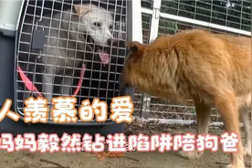 狗狗白天睡觉，主人跟踪发现，原来是晚上出去给孩子老婆守夜去了视频封面