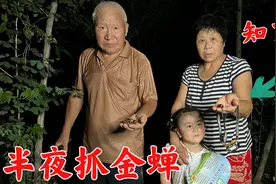 老爸半夜捉知了猴，抓了一只又一只，儿媳回家用油炸，吃过瘾了！
