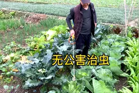 70岁老农民告诉我一个方法，无公害治虫，比农药除虫还彻底，试试视频封面