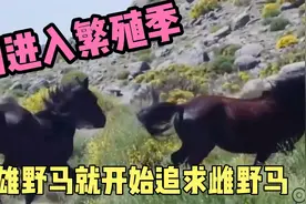 刚进入繁殖季，雄性野马开始死缠烂打追求雌性野马，踢也踢不走视频封面