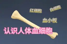 高清动画带你认识人体血细胞，值得收藏！