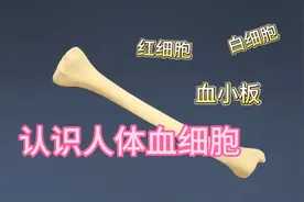 高清动画带你认识人体血细胞，值得收藏！视频封面