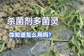 杀菌剂多菌灵，价格便宜防治效果好，农民却不知道如何使用视频封面