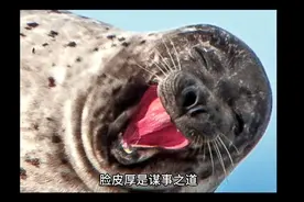 脸皮厚是一种超级能力