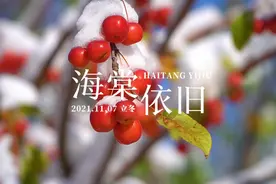 音配画  《海棠依旧》  作词:焦随东 作曲:谭振强  演唱:刘晓晓视频封面