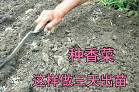 秋后种香菜，用这个方法三天出齐苗，香菜成活率高长势壮口感好