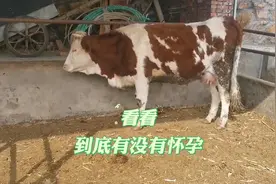 母牛产前需要做什么准备工作视频封面