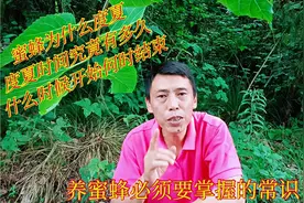 蜜蜂为什么要度夏？什么时候开始何时结束？前后一共多少天？