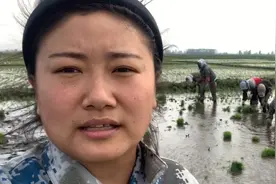 实拍五常稻花香人工插秧，一人一亩半田350块钱，你愿意来干吗？