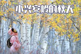 赏秋之旅：小兴安岭的秋天层林尽染★像斑斓的油画桶打翻在天地间视频封面