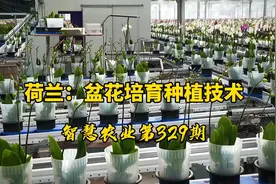 智慧农业329期：荷兰鲜花农场盆花培养种植技术！蝴蝶兰的种植视频封面