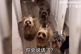 对你的狗汪一声，看看它们的反应part-2#搞笑视频#狗狗视频封面