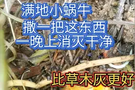 满地蜗牛，只需一把茶麸一晚上消灭干干净净！视频封面