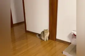 飞檐走壁莫奇怪去去就来视频封面