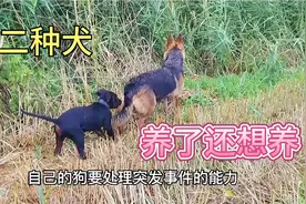 最适合农村饲养的2种犬 看家护院首选这2种狗 如果是你会选谁？