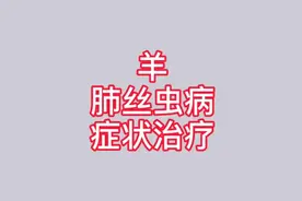 羊早晚咳嗽，呼吸困难，肺丝虫病（肺线虫）的症状及治疗视频封面
