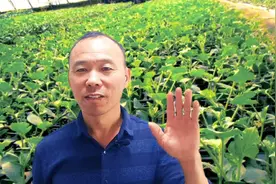 红糖制作生根剂的两个配方，简单方便效果好，不仅壮苗且成活率高视频封面