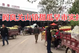 陕西阎良关山镇，早晨六点的甜瓜早市，今年行情如何？视频封面