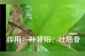 巴戟天：补肾阳，壮筋骨，治阳痿，小便不禁，腰酸背痛，好用