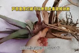 拯救重度烂根的芦荟，多肉多浆的植物烂根，都可以参照此视频视频封面