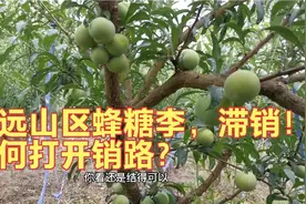 朋友果园的蜂糖李成熟了，是我吃过最好的品种，奈何销路没打开视频封面