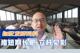 猪价行情低迷，自配发酵饲料，短期催肥猪，立杆见影，省料长得快视频封面