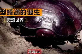 巨型蟑螂的诞生，见过手掌大小的蟑螂吗视频封面