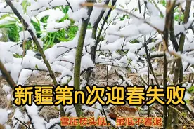 新疆伊犁下大雪了，四月飞雪，一夜白头，这里有你想要看的景…视频封面