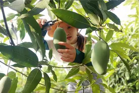 广西柳城的桂七芒果熟了！自己通过各种渠道销售是无奈之举！视频封面