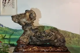 太神奇，这件像马的奇石，长着一只炯炯有神大眼睛，实属罕见。视频封面
